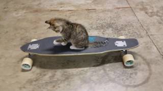 Cute kitten riding a longboard!