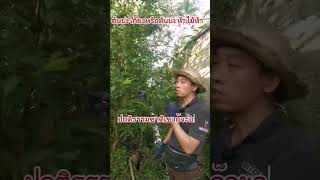 สูตร​ลง​เชื้อ​เห็ด​ตับ​เต่า​ทำตาม​วิธี​นี้​ได้ผล​แน่นอน​