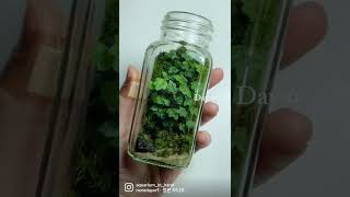 Tiny terrarium in a bottle 60 days updatr