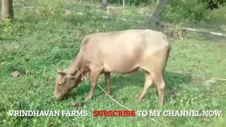 Golden cow , The Golden kapila cow in village , SUBSCRIBE to my channel , SUBSCRIBE NOW , SUBSCRIBE