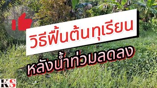 วิธีฟื้นต้นทุเรียนหลังน้ำท่วมลดลง#มาดูกัน #เกษตรอินทรีย์ #ทุเรียน