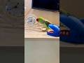 #anime #birds #perot #shortvideo #parrot #parotts #shortsvideo #pets #parrott #funny #subscribe