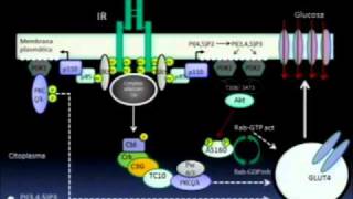 Conferencia Científica Anual sobre Síndrome Metabólico 2010 - Dr. Jesús Olivares   - Parte 1