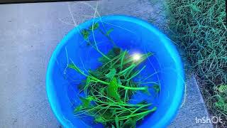 A Vietnamese-American Family Has a Green Vegetable Garden and a Happy American Life