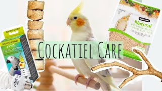 Complete Cockatiel Care Guide | Everything you need to know