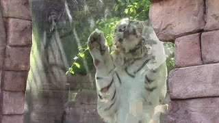 ホワイトタイガー「ロッキー」のお食事TIME（東武動物公園）White Tiger Feeding Time