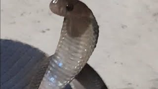 baby cobra