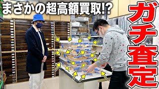 老舗昆虫ショップに羽化したクワカブを買い取ってもらった結果、予想外の金額に