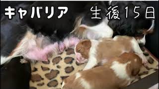 生後15日の赤ちゃん　キャバリア　子犬【キャバリア　カル＆ミル】 Cavalier King Charles Spaniel puppy