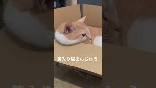 猫まんじゅう