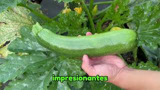 Cosechando Calabaza y Más de 20 Flores 🌼 | Huerto Comunitario