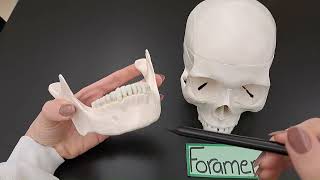 Bone Markings - Explained - Made SIMPLE