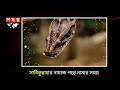 সাপের কামড়ে গৃহবধূর মৃত্যু 🐍