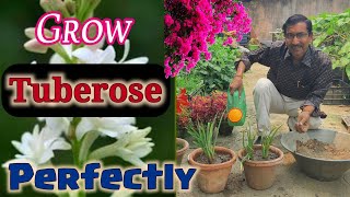 Grow Tuberose Perfectly in a Nursery Method // How to grow Tuberose