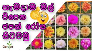 How to Cultivate Japan Rose in Srilanka - ජපන් රෝස සිටවමු