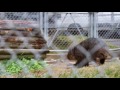 ウォンバット・世界最高齢・ご長寿ワインの小走り・五月山動物園