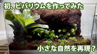 自然を再現？初めてビバリウムを作る