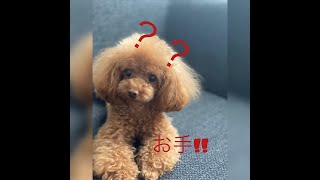 toy poodle　cute love dog run go!!  #Shorts