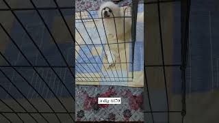 🔴🐕وقتی سگ بچشو میبوسه 🐕🔴😍#shortvideo #puppy #پامرانین #shorts