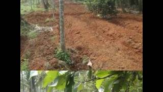 I.D.705  PH-9037778007  75Cent House Plot,  Aluva Metro 15k.m, Airport 14k.m, Cheap Price 95000/Cent