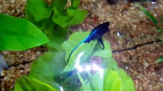 Betta Fish Lovers - Dropsy CAN be cured!!!