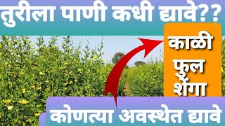 तुरीला पाणी कधी द्यावे ||कोणत्या अवस्थेत द्यावे|| तूर पाणी व्यवस्थापन@Kisanmanch.