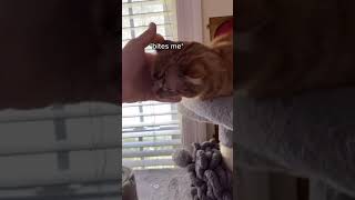 Petting a cat GONE WRONG