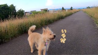 おさんぽ中に突然飼い主がいなくなった時の愛犬の反応が切なくてかわいいw