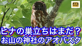 お山の神社でもアオバズク営巣中！ヒナの巣立ちはまだ？