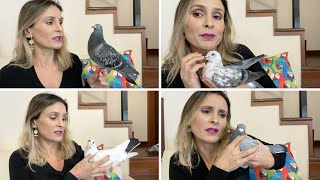 TODAS AS MINHAS AVES | ESPECIAL PROS SEGUIDORES