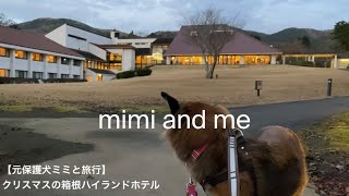 【元保護犬ミミと旅行】クリスマスの箱根ハイランドホテル