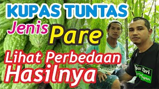 KUPAS TUNTAS JENIS PARE LIHAT PERBEDAAN HASILNYA | CARA BUDIDAYA PARE