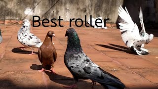 Best high flying roller pigeon at pondicherry