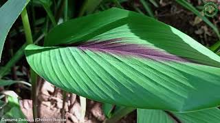 Curcuma Zedoaria (Christm.) Roscoe. | Ornamental Plants | 🇵🇦 Panama |