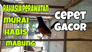 Cara cepat murai habis mabung  agar cepat gacor#081291544684