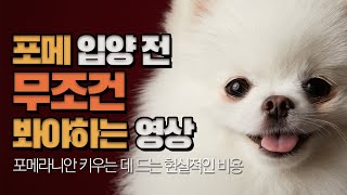 포메라니안 한 마리 키우는 데에 드는 완전 현실적인 비용 | 포메 입양 전 무조건 보세요!