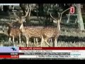 khulna sundarban পর্যটক নেই সুন্দরবনে বৈরী আবহাওয়াকে দুষছেন ব্যবসায়ীরা 28 june 2016