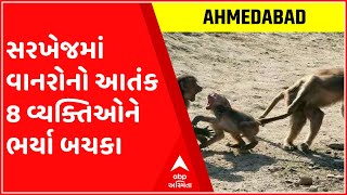 અમદાવાદના સરખેજમાં વાનરોનો આતંક 8 વ્યક્તિઓને ભર્યા બચકા