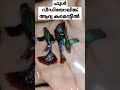 3500 രൂപയുടെ ഗപ്പികളെ കൊന്നു കളഞ്ഞു 😔😔 guppy_farm guppy_tank crayfish_farm guppy_valarthal