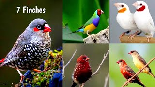 ലോകത്തിലെ ഏറ്റവും മനോഹരമായ 7 ഫിഞ്ചുകൾ | Top 7 Beautiful Finches Varieties | Malayalam | MY PET PLANT