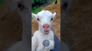 Super Funny Goat Shorts Video #133 || Trixie Animal. #shorts