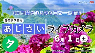 夕【LIVE】あじさいライブカメラ＠下田公園〜第53回伊豆下田温泉あじさい祭開催中〜 2024年6月1日(土) #あじさい #紫陽花