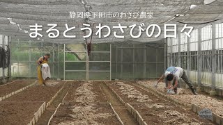 まるとうわさびの日々Vol 4 苗床づくり