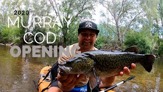 Murray Cod Opening 2020 - A BIG Cod ate my SMALL Cod!