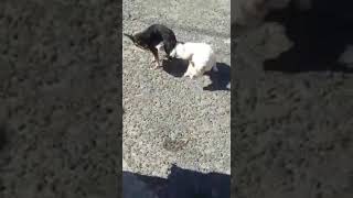 Kediyle Kopegin Ciftlesmesi Video Klip Mp4 Mp3