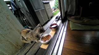 20160724野良猫ミーヤ母の朝食