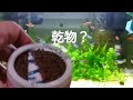 アクアリウム【熱帯魚】赤虫あげてみた