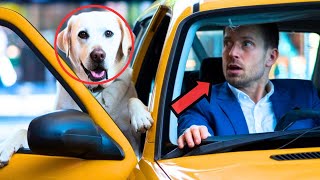 The Dog Asked a Taxi Driver for Help During a Stop.When He Discovered the Truth, He Was Terrified🐕🚖😱