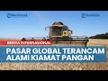 Pasar Global Terancam Alami Kiamat Pangan Buntut Hengkangnya Rusia dari Perjanjian Ekspor Gandum