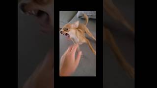 Pov:mon chien qui joue